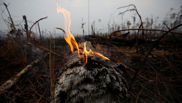 A tract of Amazon jungle is seen after a fire in Boca do Acre, Amazonas state, Brazil August 24, 2019.  - Sputnik International