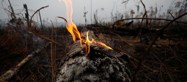 A tract of Amazon jungle is seen after a fire in Boca do Acre, Amazonas state, Brazil August 24, 2019.  - Sputnik International