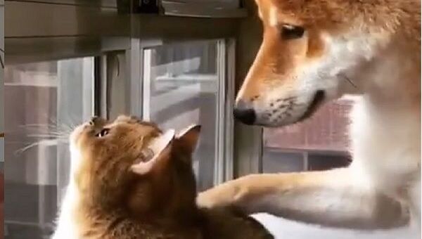 A dog and a cat by the window - Sputnik International