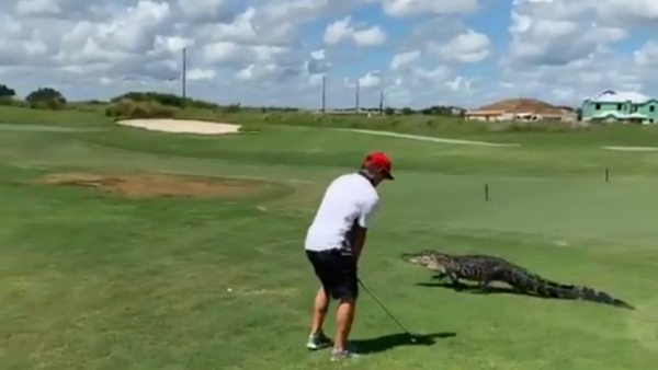 Florida Golfer Unfazed by Alligator Wandering Through Course  - Sputnik International
