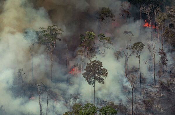 Forest fires in Brazil Forest fires in Brazil - Sputnik International