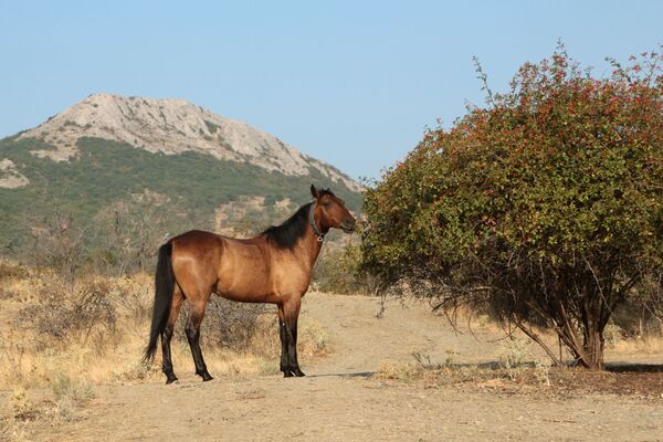 A horse feeds near the Kara-Dag mountain reserve in Crimea. A horse feeds near the Kara-Dag mountain reserve in Crimea. - Sputnik International