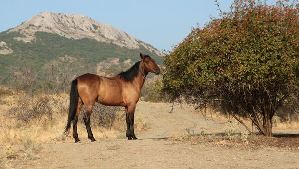 A horse feeds near the Kara-Dag mountain reserve in Crimea. - Sputnik International