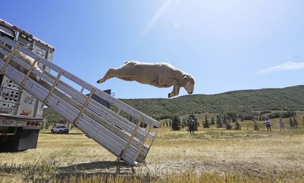 Sheep leap from a truck for the annual Soldier Hollow Classic Sheepdog Championship Wednesday, Aug. 28, 2019, in Midway, Utah Sheep leap from a truck for the annual Soldier Hollow Classic Sheepdog Championship Wednesday, Aug. 28, 2019, in Midway, Utah - Sputnik International
