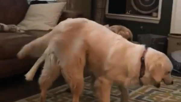 Golden Retriever Gets Piggyback Ride From Playmate - Sputnik International