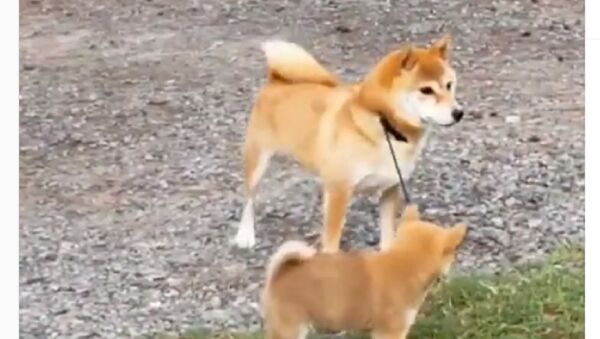 Dogs playing with leash - Sputnik International
