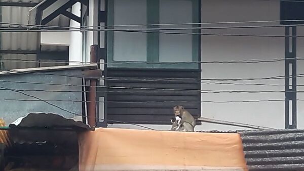 Monkey with a cat - Sputnik International
