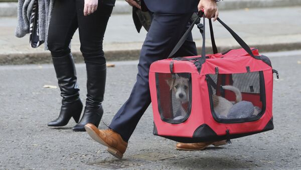 Britain's Prime Minister Boris Johnson and Carrie Symonds' new male Jack Russell puppy, a rescue dog, provided by Friends of Animals Wales, is seen being carried to 10 Downing Street in London on September 2, 2019 - Sputnik International