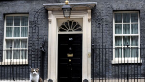 Larry the cat sits outside Downing Street in London, Britain, September 2, 2019. - Sputnik International