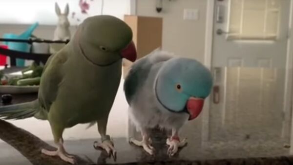 Parrots incredibly talk to one other like humans - Sputnik International