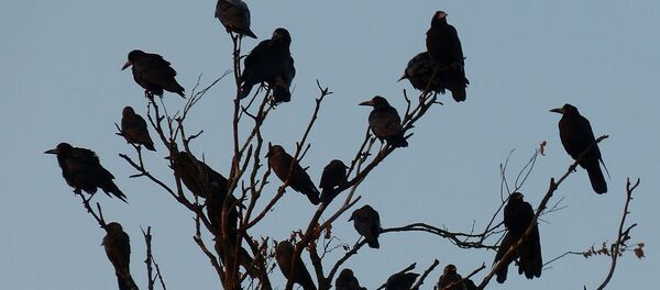 Crows - Sputnik International