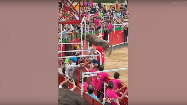 Massive Bull Causes Mayhem After Jumping Into Crowds - Sputnik International