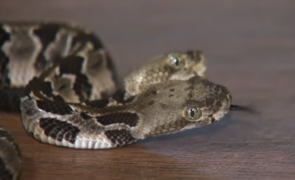 Photo: US Environmental Specialists Discover Rare Two-Headed Rattlesnake Photo: US Environmental Specialists Discover Rare Two-Headed Rattlesnake - Sputnik International