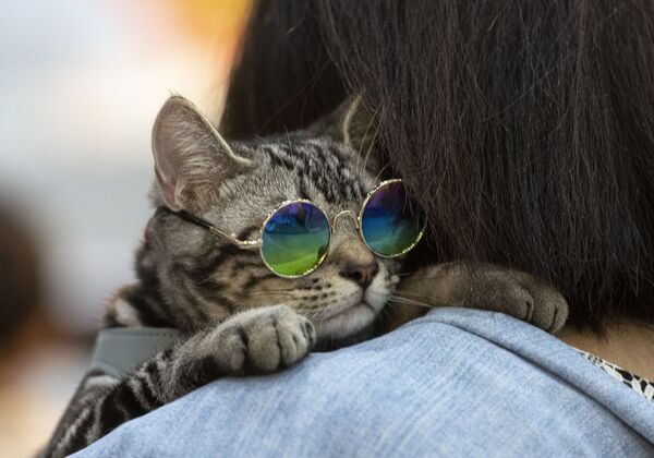 A cat wearing sunglasses leans on the shoulder of its owner at the Pet Expo Championship in Bangkok on August 30, 2019. - Sputnik International