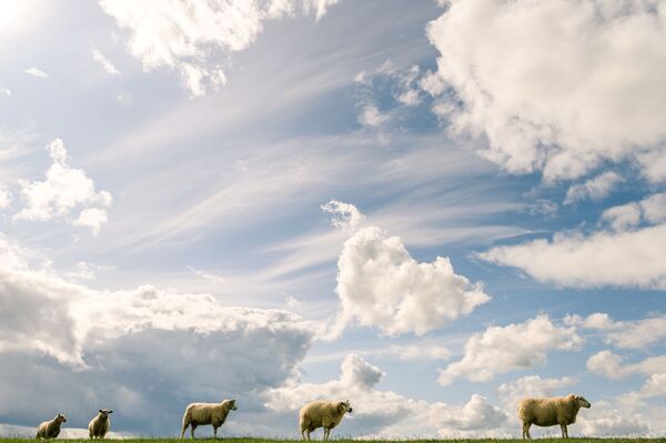 Sheep stand on a dyke as clouds cover the sky over Tossens, northern Germany, on September 2, 2019.  - Sputnik International
