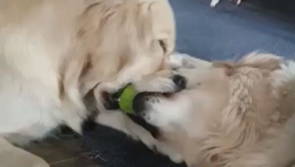 Dogs - Sputnik International