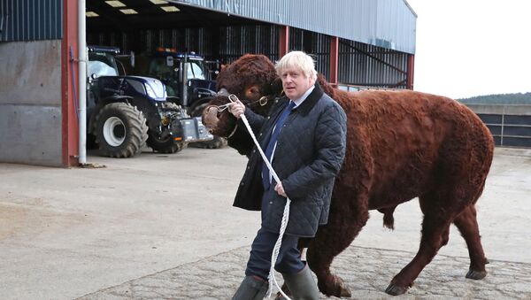 Britain's Prime Minister Boris Johnson visits Darnford Farm in Darnford, Banchory near Aberdeen, Scotland, Britain September 6, 2019 - Sputnik International