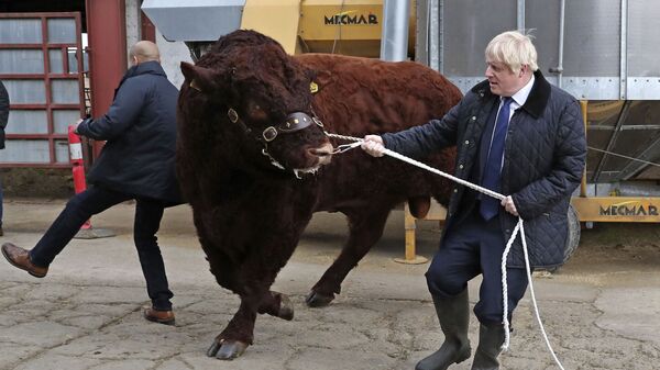 A bull bumps into a plain clothes police officer, left, while being walked by Britain's Prime Minister Boris Johnson during a visit to Darnford Farm in Banchory near Aberdeen, Scotland, Friday Sept. 6, 2019, to coincide with the publication of Lord Bew's review and an announcement of extra funding for Scottish farmers. - Sputnik International
