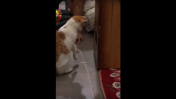 Silly Vietnamese Cat Confused by Cajón Sounds - Sputnik International