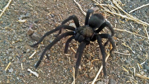 This 12 August 2013 photo, provided by the National Park Service, shows a tarantula at the Rancho Sierra Vista park site within the Santa Monica Mountains National Recreation Area northwest of Los Angeles near Newbury Park, California.   - Sputnik International