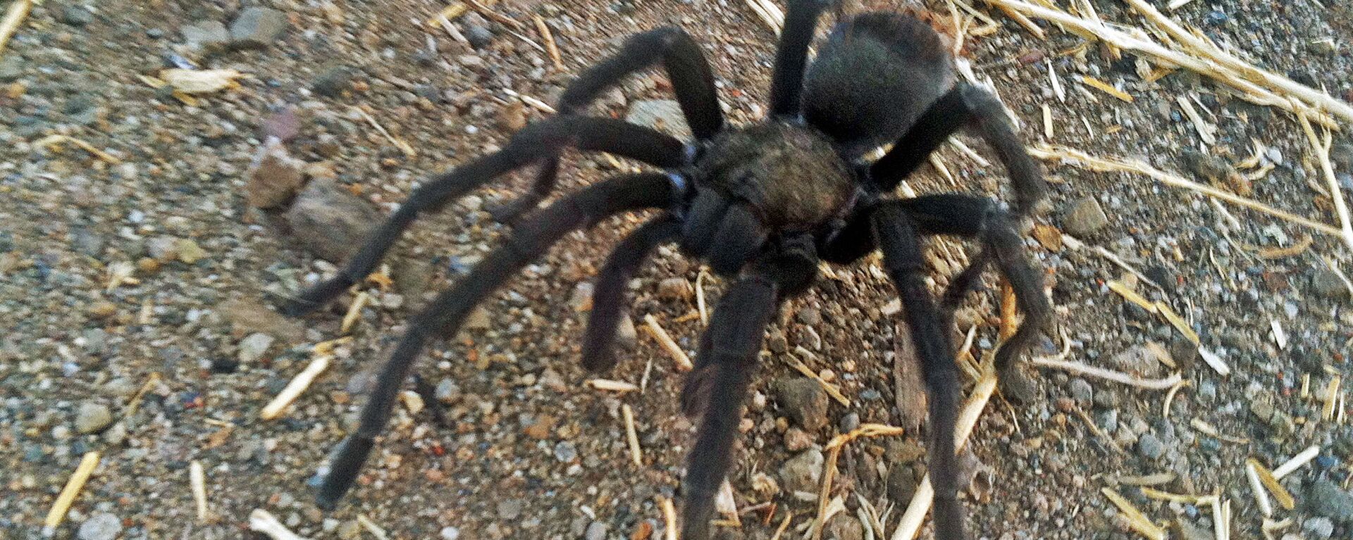 This Aug. 12, 2013 photo provided by the National Park Service shows a tarantula at the Rancho Sierra Vista park site, within the Santa Monica Mountains National Recreation Area near Newbury Park, Calif.  - Sputnik International, 1920, 19.01.2022