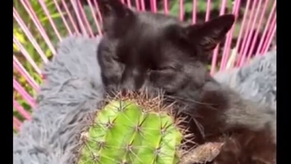 A cat and a cactus - Sputnik International