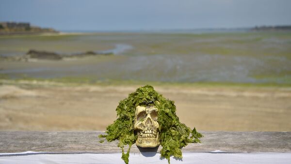 This picture taken on July 25, 2019 shows a fake skull covered with toxic seaweeds of the Vallais beach, in Saint-Brieuc, northwestern France. - Fifty years after their appearance, green algae still arouse anger and associations call for more restrictive measures. - Sputnik International