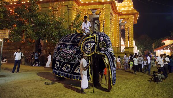 In this Thursday, Jan. 12, 2017 photo, Sri Lankan mahouts dress their tamed elephant before the beginning of the annual Duruthu Perahera festival of the Kelani Buddhist temple in Colombo, Sri Lanka - Sputnik International