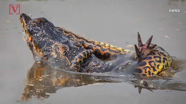 Death Match! Wildlife Photographer Captures Gruesome Fight Between Anaconda & Croc Relative! - Sputnik International