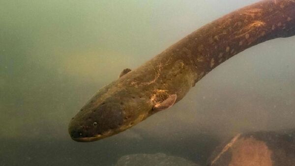 The 2.5-meter eel was named the Electrophorus voltai after Alessandro Volta - Sputnik International