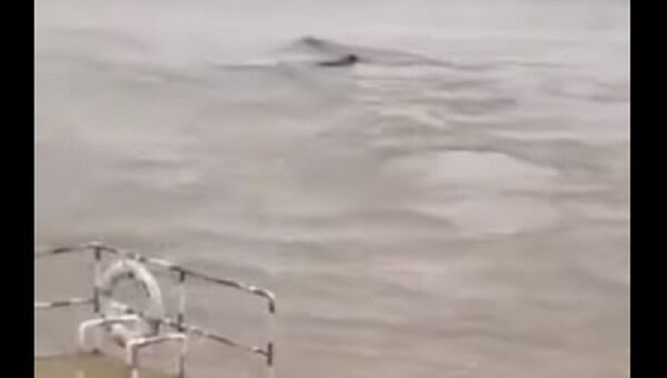 Mysterious creature in Chinese river - Sputnik International