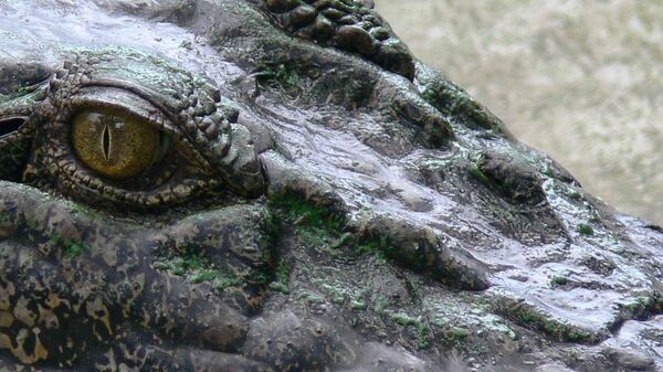 A close-up of a crocodile, photographed on August 3, 2006. - Sputnik International