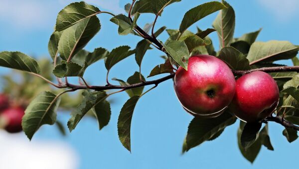 Apple tree - Sputnik International