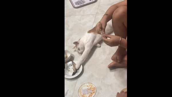 Crafty Cat Fools Family, Sneaks Away With Fish Dinner - Sputnik International