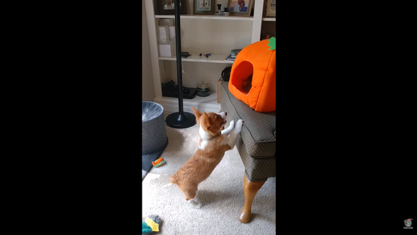 Corgi Pup Denied Attention by Fed-Up Cat - Sputnik International