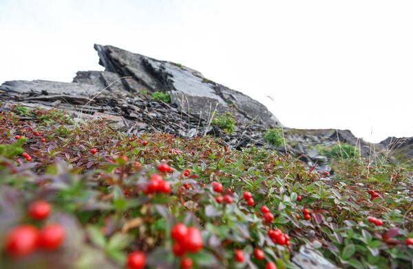 Cranberries growing at the bottom of Cape Kekursky's rocks on the Rybachy Peninsula in Murmansk region - Sputnik International