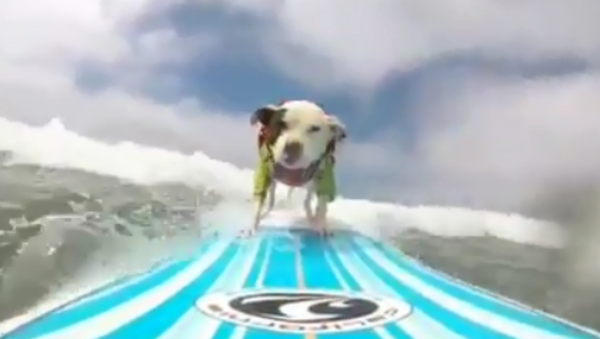 Surfing Pittie Gives Professional Surfers Lesson on Style - Sputnik International