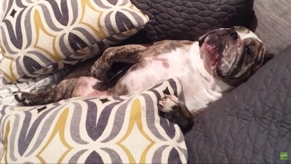 Stubborn Bulldog Refuses to Get Up, Go For Walk - Sputnik International