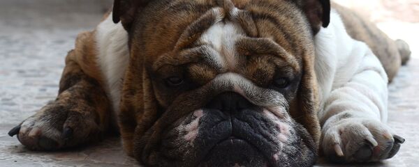 English bulldog  - Sputnik International