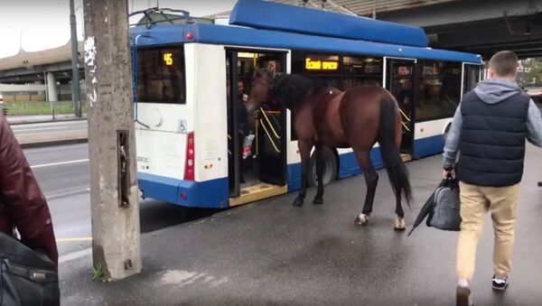 Horse thought to ride trolleybus - Sputnik International