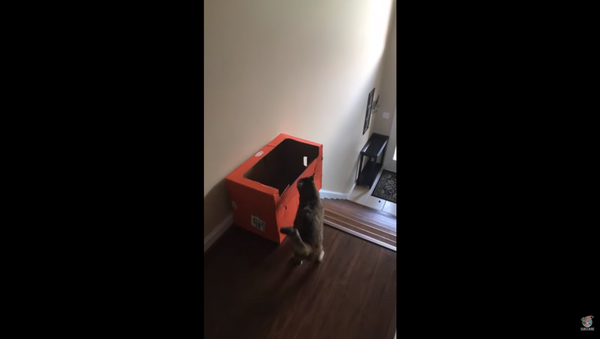 Cat Finds Creative, Innovative Way to Slide Down Stairs - Sputnik International