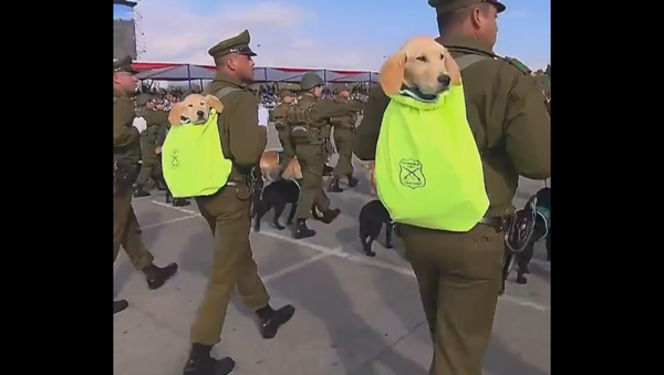 Golden Retriever Puppies at a military parade in Santiago, Chile - Sputnik International