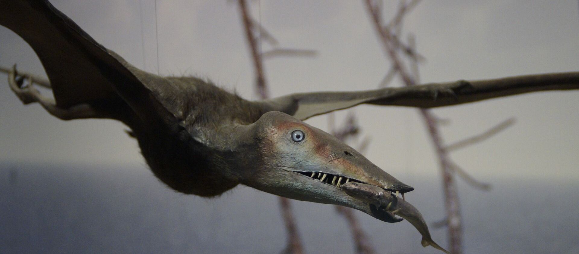World's biggest Jurassic-era pterodactyl discovered on Isle of Skye