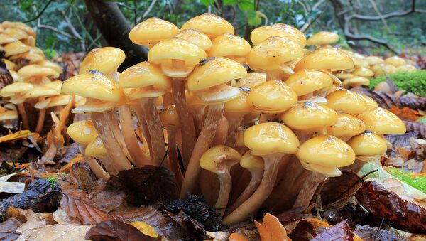  Armillaria mellea, Honey Fungus - Sputnik International