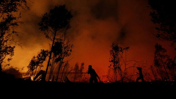 Firefighters try to extinguish forest fires at Sebangau National Park area in Palangka Raya, Central Kalimantan province, Indonesia, September 14, 2019 - Sputnik International