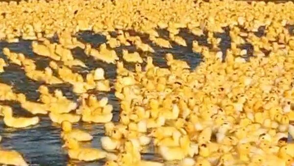 Army of Cute Baby Ducks Waddle To Pond - Sputnik International