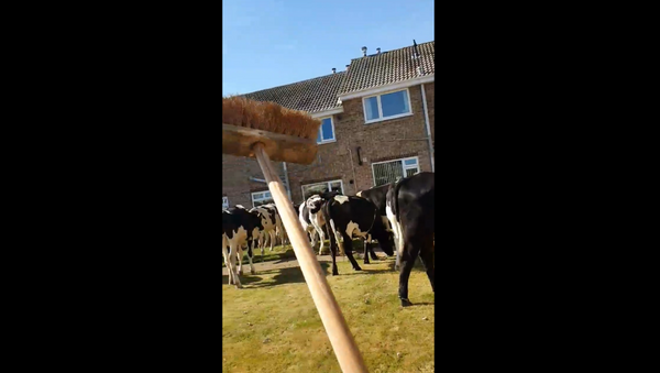 UK Woman Launches War on Garden-Eating Cows - Sputnik International