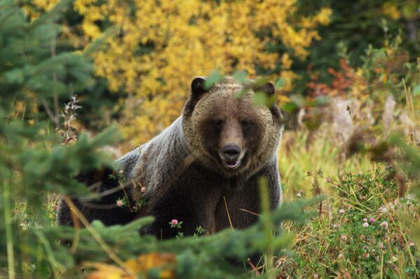 Male Grizzly bear walking through a mountain meadow in Canada's province of British Columbia  - Sputnik International