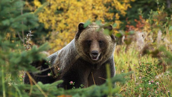 Male Grizzly bear walking through a mountain meadow in Canada's province of British Columbia  - Sputnik International