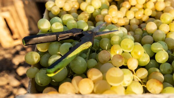 Grapes and garden shears in Crimea - Sputnik International
